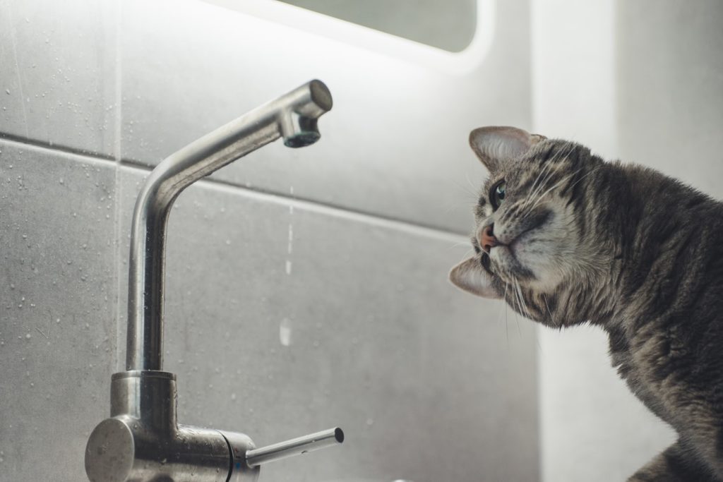 Луцьк